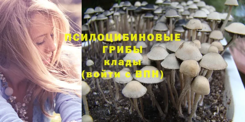 Псилоцибиновые грибы Psilocybe  MEGA ссылки  Задонск  наркотики 